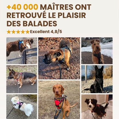 Laisse élastique 1m40 pour chien